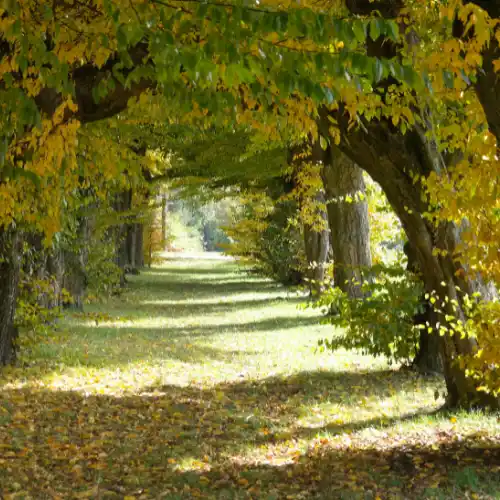 Inheemse bomen